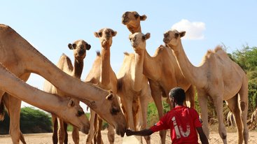 Nomadene i Somalia og evangeliet: En kultur bygget rundt kameler Nomadene i Somalia og evangeliet: En kultur bygget rundt kameler