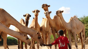Nomadene i Somalia og evangeliet: En kultur bygget rundt kameler