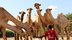 Nomadene i Somalia og evangeliet: En kultur bygget rundt kameler